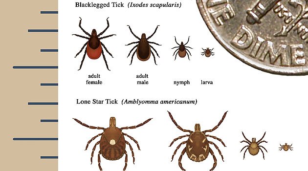Ticks season is coming: They’ll bug you this spring